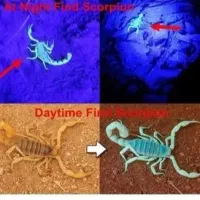 چراغ قوه uv 365