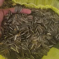 تخمه درشت t6