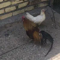 مرغ و خروس فونیکس یک ساله