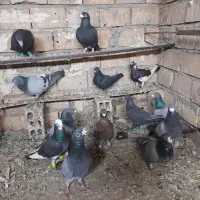 کبوترالمانی