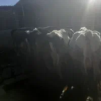 گاو و گوساله