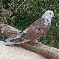 کبوتر نقش زاغ طوقی پشتدار پاکستانی