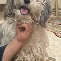 سگ خونگی شیتزو آروم اصلا واق واق نمیکنه