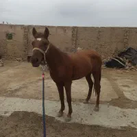 اسب ترکمن...|اسب و تجهیزات اسبسواری|گنبد کاووس, |دیوار