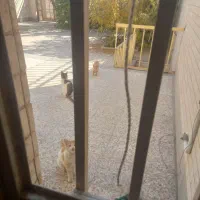 واگذاری چند عدد بجه گربه بومی|گربه|کرمان, |دیوار