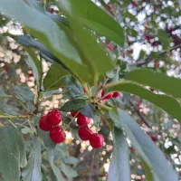 فروش باغ دنج بعلت مهاجرت