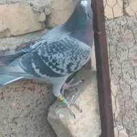 کفتر هوایی زرنگ|پرنده|شیراز, فاضل|دیوار