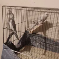 عروس هلندی|پرنده|تهران, مشیریه|دیوار