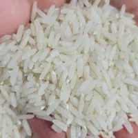 برنج کشت دوم