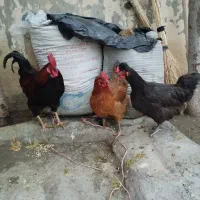 مرغ محلی تخم گذار و خروس مرغ گیر