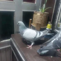 کبوتر|پرنده|بروجرد, |دیوار