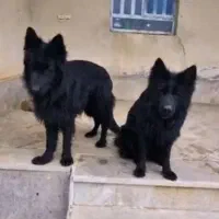 ژرمن بلک  اصیل نر و مادره ۱۸ ماهه .دونه ۲۰ میلیون