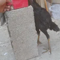 جوجه لاری|حیوانات مزرعه|سمنان, |دیوار