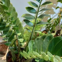 زاموفیلیا مادری