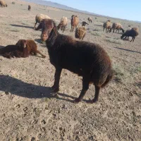 قوچ قره قزل اصل