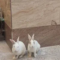 واگذاری خرگوش