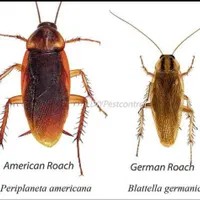 موریانه زدایی و سمپاشی سوسک کابینتی تضمینی|خدمات نظافت|دزفول, |دیوار