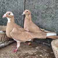 کفتر کبوتر .مینا زرد کرمانی