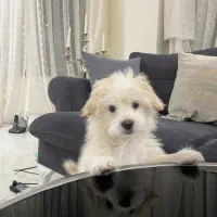 سگ پودل کراس