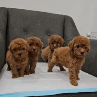 توی پودلهای فرفری رد