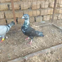 جفتگاه بزک بضمانت همه چی