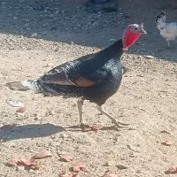 یک جفت بوقلمون درجه یک عالی تخم گذار|حیوانات مزرعه|ششده و قره بلاغ, |دیوار