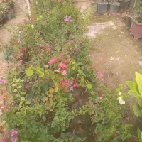 گل زینتی دونه ۱۲۰هزارحراج|گل و گیاه طبیعی|خمینی‌شهر, |دیوار