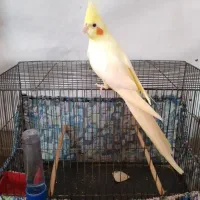 یه ماده لوتینو