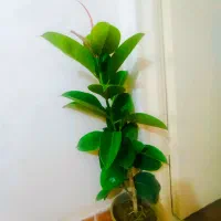 درختچه فیکوس سبزتنه درختچه بنجامین سبز تنه 3ساله