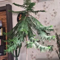 کاج مطبق|گل و گیاه طبیعی|مشهد, جاهد شهر|دیوار