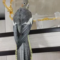 ماده سینامون اماده|پرنده|محمدیه-قزوین, |دیوار