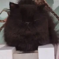 حیوان خانگی|گربه|مراغه, |دیوار