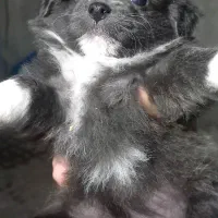 توله پامر سایز ریز خالص|سگ|مشهد, کوی المهدی|دیوار