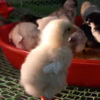 جوجه ده روزه ایسبار