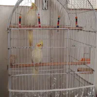 دوتا عروس نر و ماده