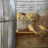 قناری مولد یکجا بفروش میرود