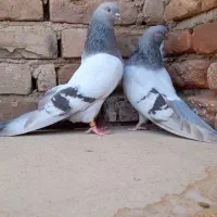سوتابی کاغذی