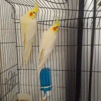 جفت عروس هلندی