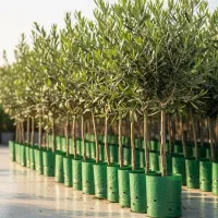 تخفیف ویژه نهال زیتون مانزانی موجودی محدود