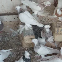 انواع کبوترهای طوقی پاپَربلند سلطانی ب شرط تخم|پرنده|کوخرد هرنگ, |دیوار