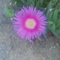 گلاب گیری