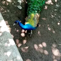 فروش طاووس های هندی|پرنده|قائم‌شهر, |دیوار