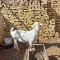 فروش بز دو رگ سانان|حیوانات مزرعه|میبد, |دیوار