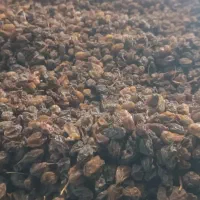 کشمش مویز انجیر ضایعات|خوردنی و آشامیدنی|مرودشت, فاز دوم شهرک فرهنگیان|دیوار