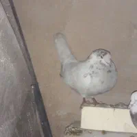 کفتر|پرنده|اصفهان, دارک|دیوار