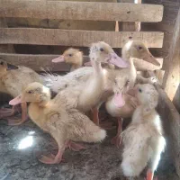 جوجه اردک فروشی