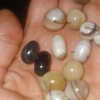 همه رو میدم سه تمن