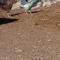 خروس لاری به همراه چند تا مرغ و جوجه لاری|حیوانات مزرعه|اردبیل, |دیوار