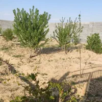 فروش باغ|فروش دفتر صنعتی، کشاورزی، تجاری|حبیب آباد, |دیوار