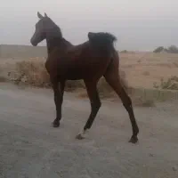 اسب کره مادیون کورد|اسب و تجهیزات اسبسواری|مهریز, |دیوار